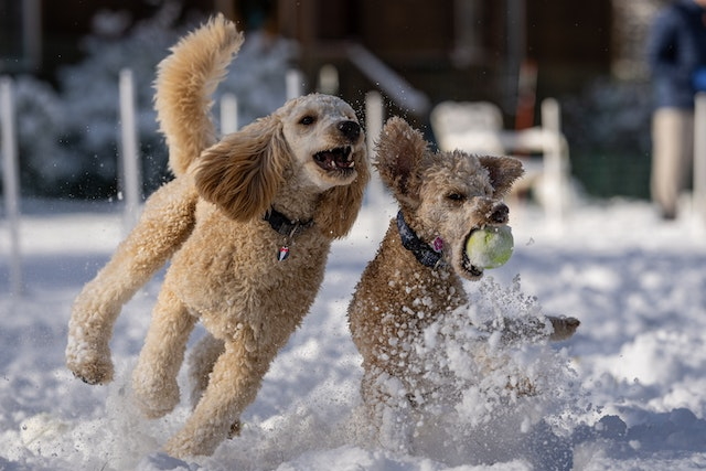 Photo by Skyler Ewing: https://www.pexels.com/photo/two-poodles-playing-on-a-snow-covered-field-10595602/