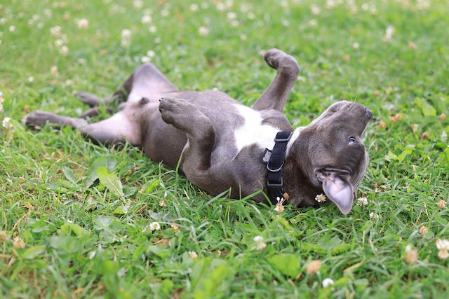 Photo by Valeria Boltneva: https://www.pexels.com/photo/big-brown-dog-rolling-in-grass-13074579/